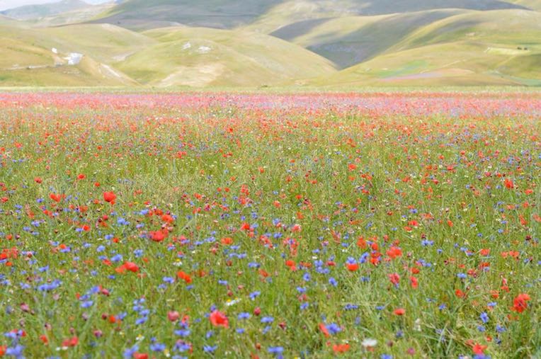 Die Blüte von Castelluccio di Norcia