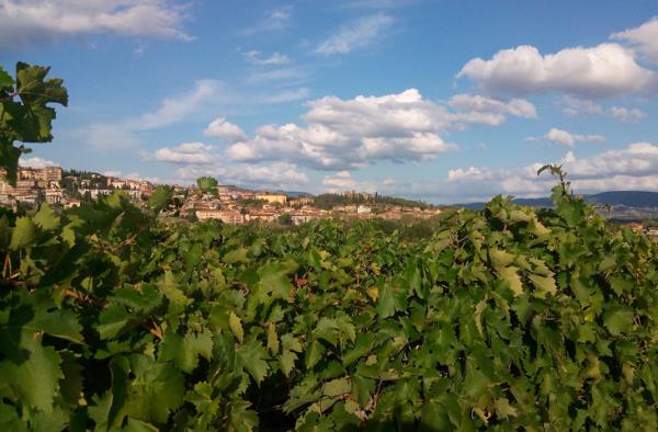  Ansicht einer hügeligen Landschaft mit Weinbergen im Vordergrund und einem Dorf im Hintergrund, unter einem blauen Himmel mit vereinzelten Wolken. 