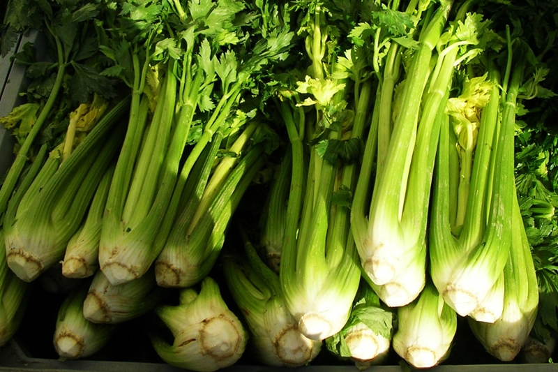 Trevi black celery
