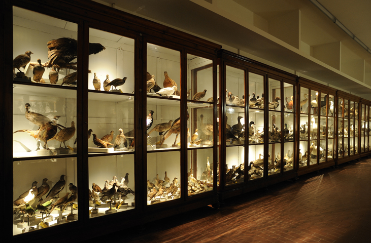 Gallery of Natural History - University Centre for the Science Museums (CAMS)