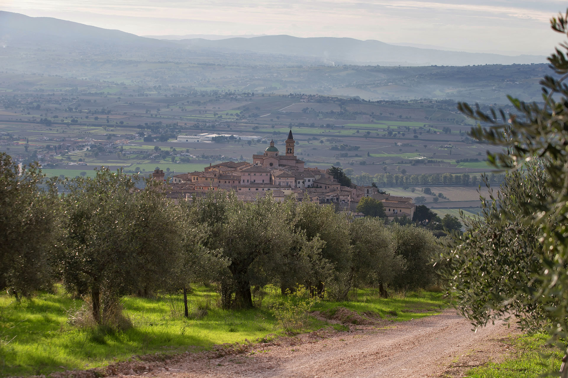 Landscape of olive groves on the hills of Spoleto and Assisi