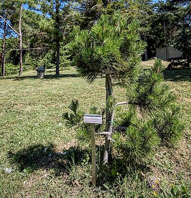 détail de Pino loricato de Pollino