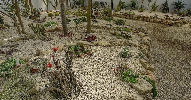 détail de Collection de plantes du désert