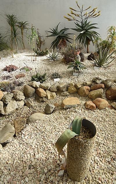 détail de Le welwitschia