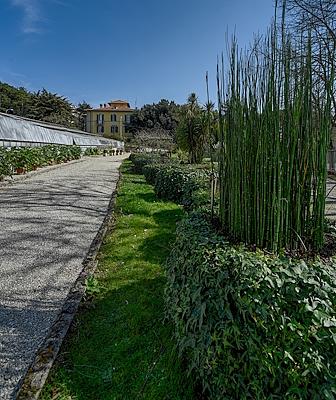 détail de La collection de plantes aquatiques