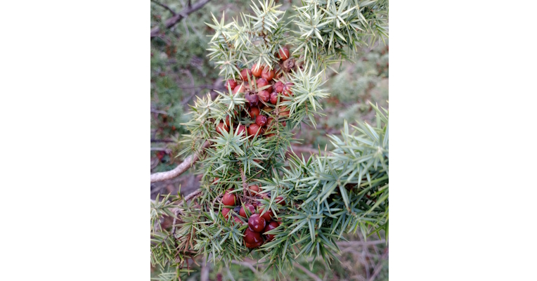 Dettaglio di una pianta di ginepro con le caratteristiche foglie ad ago verdi e le bacche di colore rosso