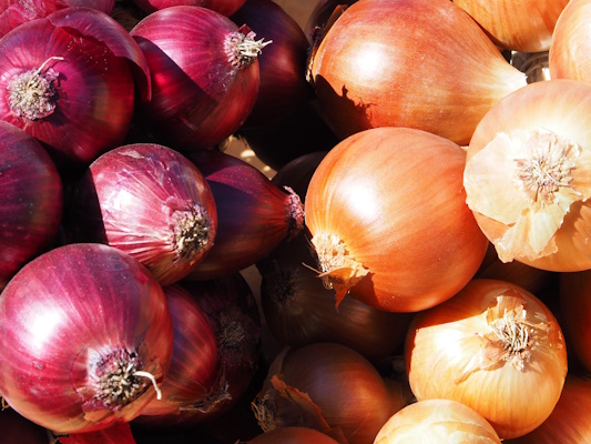 Immagine con tante cipolle di due colori diversi: rosse sulla sinistra e gialle sulla destra