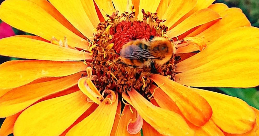 Abeille sur une fleur