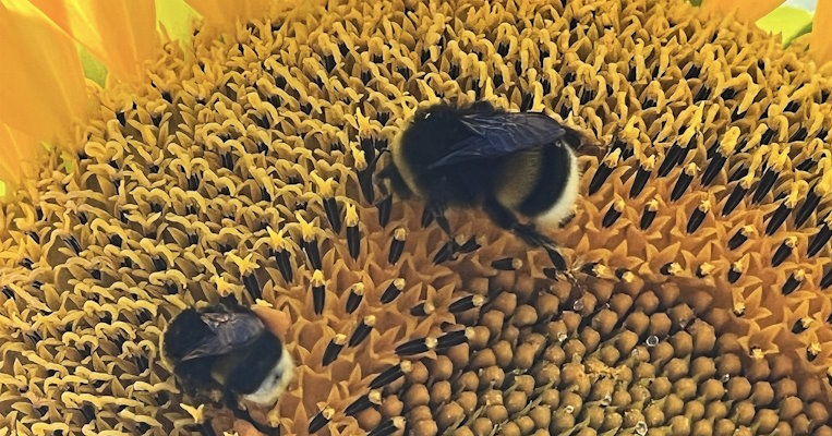 Abeille sur une fleur