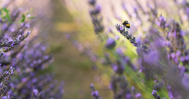 Abeille sur une fleur