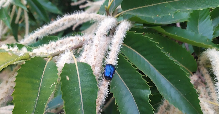 Abeille sur une fleur