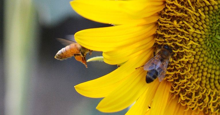 Abeille sur une fleur