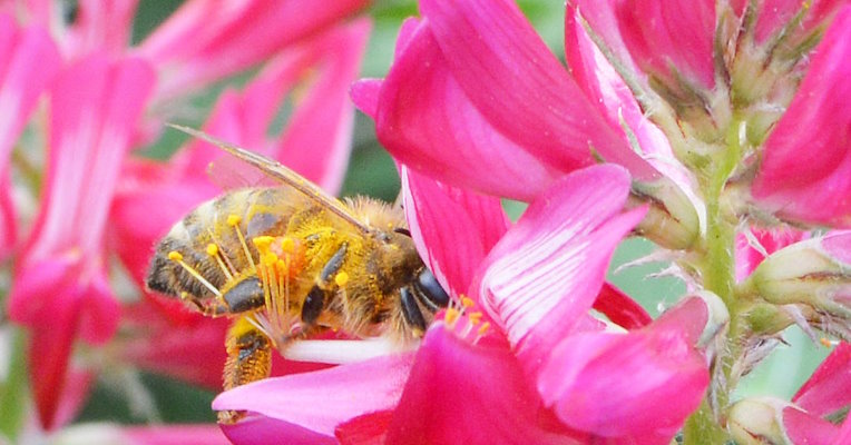 Abeille sur une fleur