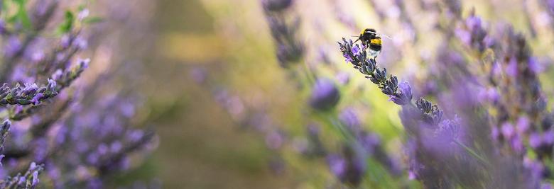  La danse des abeilles 