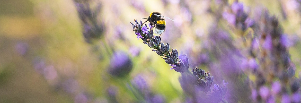 The Dance of the Bees