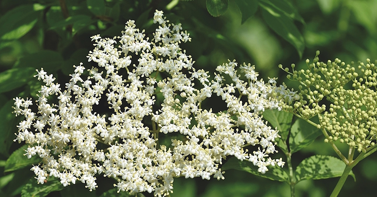 Elderflower