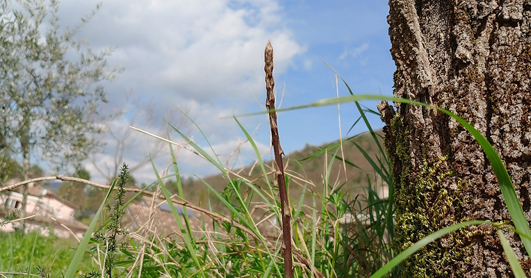 Wild asparagus, “vitabbie” and “lupari”