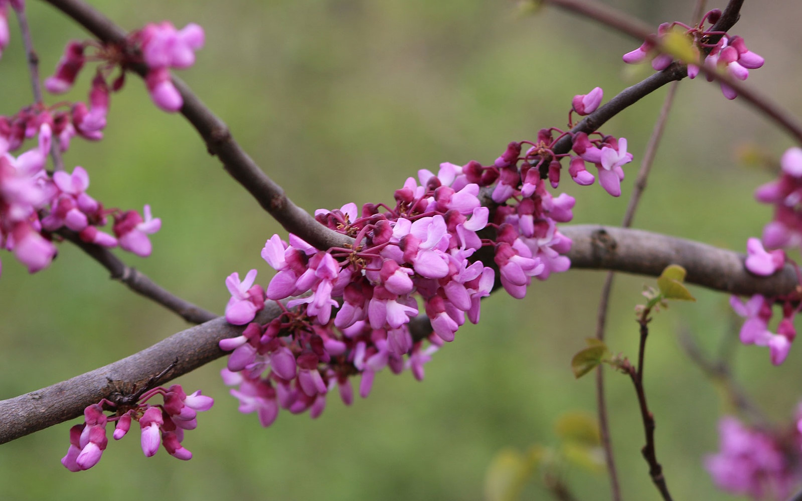 Country herbs and spring flowers