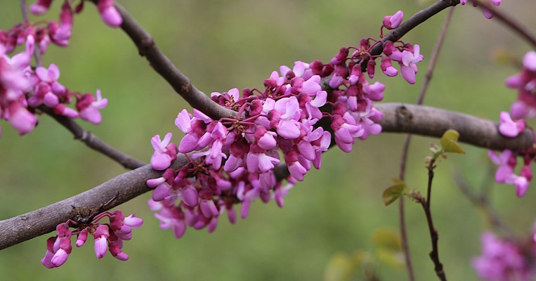 Judas tree