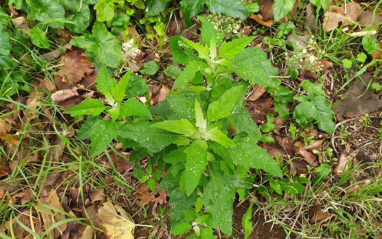  Cannelloni con foglie di chenopodio o “farinaccio” 