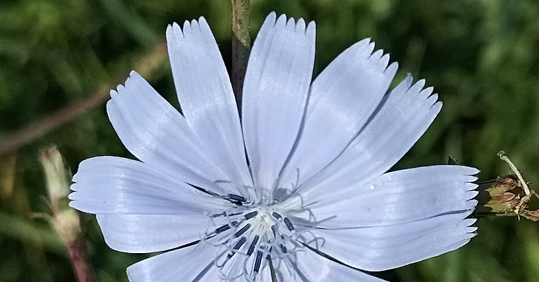 Chicorée fleur