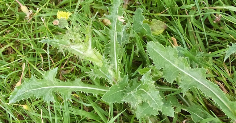 A small sow thistle plant in the grass.