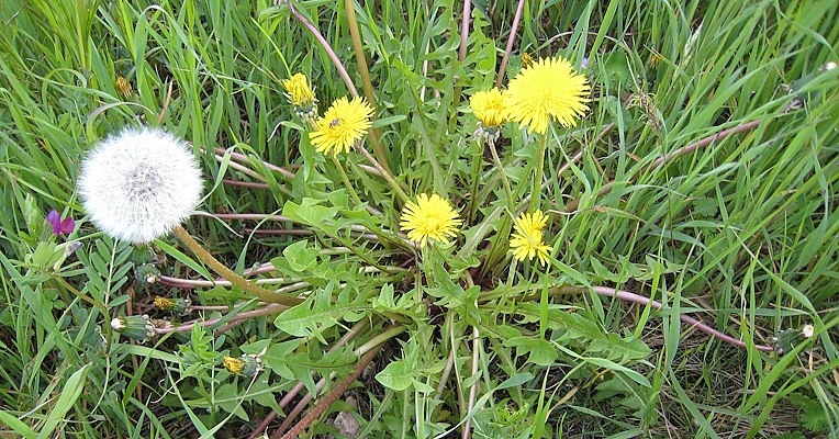 A dandelion plant in the grass.