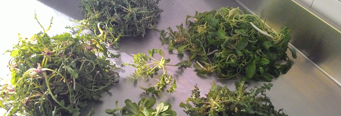 Bunch of mixed wild herbs on a table.