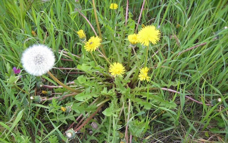  Eine Löwenzahn-Pflanze im Gras. 