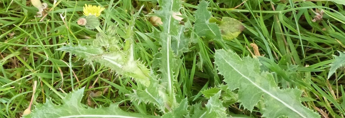 A small sow thistle plant in the grass.