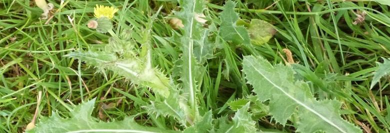  Eine kleine Lattichdistel-Pflanze im Gras. 