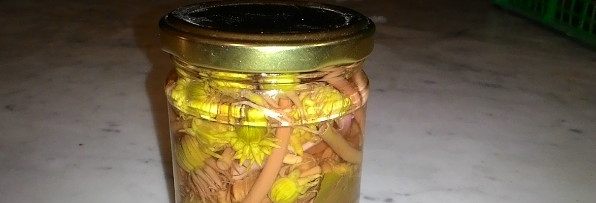 A jar of dandelion flowers in oil.