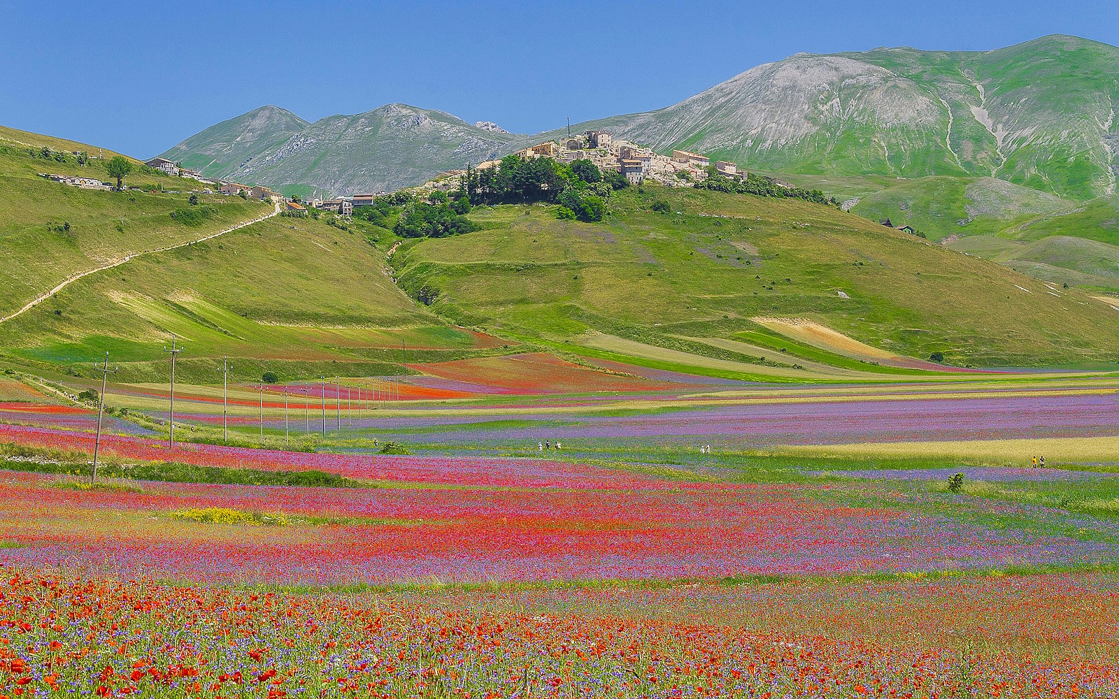 Castelluccio Flowering