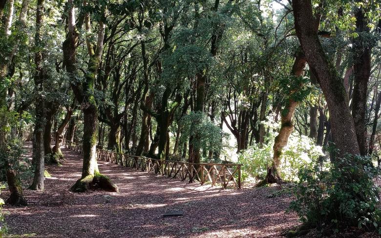 Immagine: viali del Bosco Sacro di Monteluco di Spoleto con raggi di sole che filtrano tra i rami del lecceto in primavera o estate 