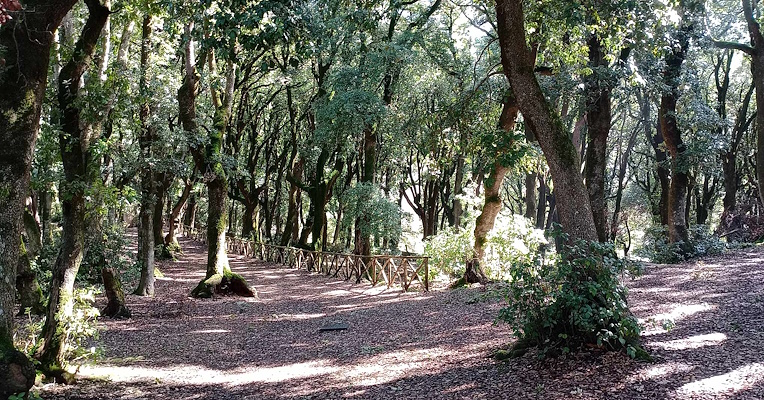  : Interno del Bosco Sacro di Monteluco di Spoleto con raggi di sole che filtrano tra i rami del lecceto 