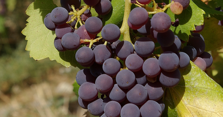 Bunch of black grapes of the Gamay del Trasimeno variety