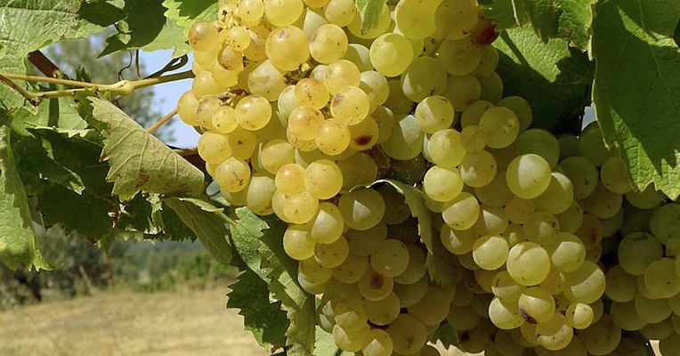 Bunch of white Trebbiano grapes, grape variety linked to the city of Spoleto