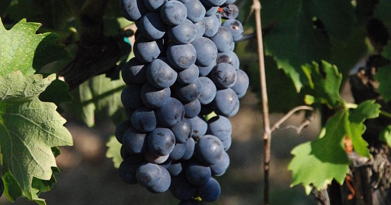 Grappe de raisin noir Ciliegiolo, typique de Narni et des collines Amerini.