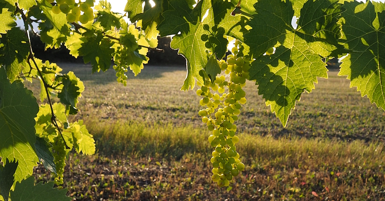 Bunch of white grapes