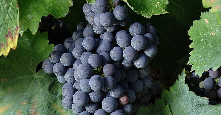 Bunch of black Greco grapes cultivated in Todi, locally called Grero