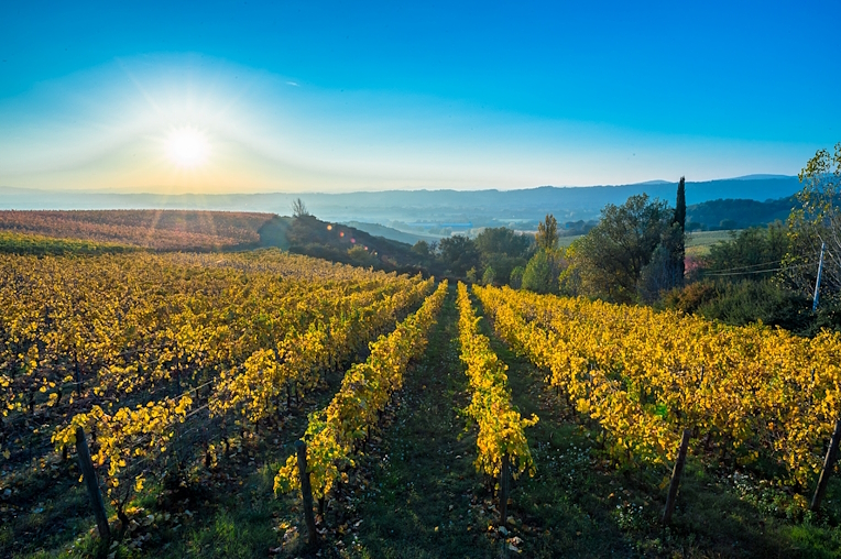 Reihen eines Weinbergs im Herbst mit gelb gefärbten Blättern, mit Blick auf die umbrischen Hügel