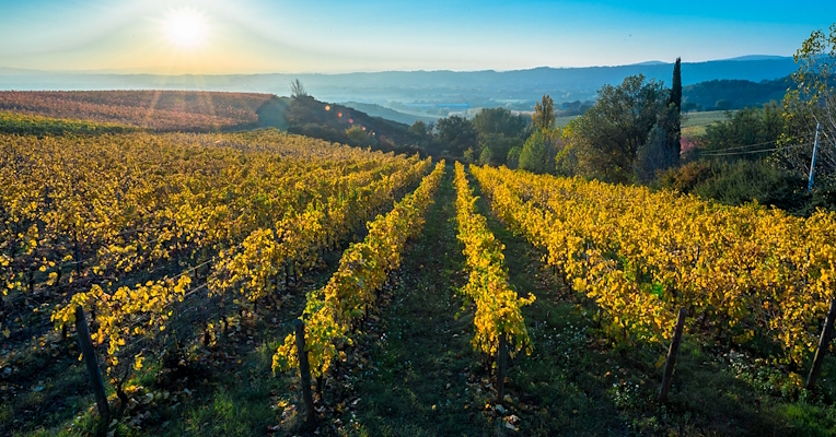  Rangs d'un vignoble en automne, les feuilles devenant jaunes. jaune, avec vue sur les collines de l'Ombrie 