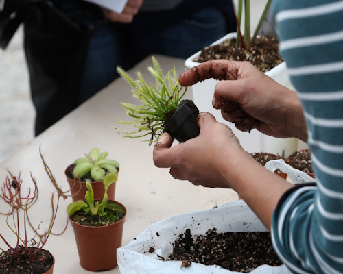 exhibition of succulent plants