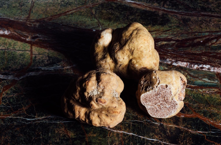 prized white truffle