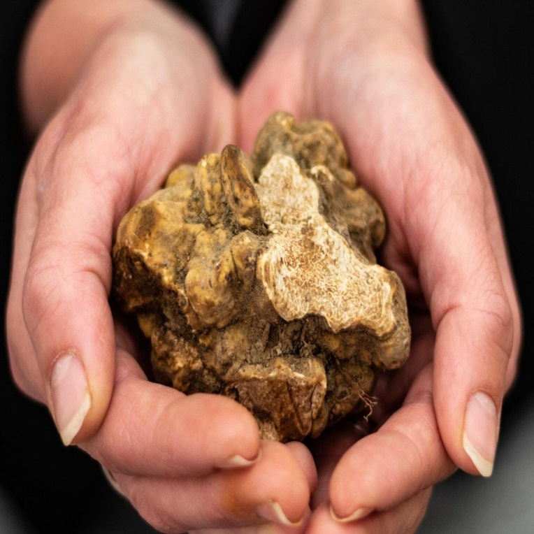 white truffles