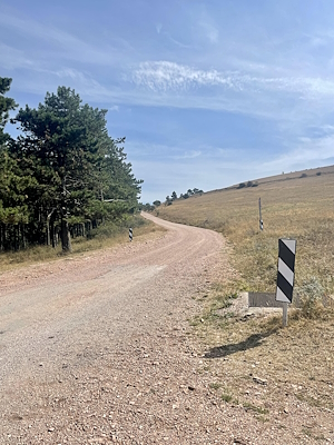 A dirt road surrounded by dense forest.