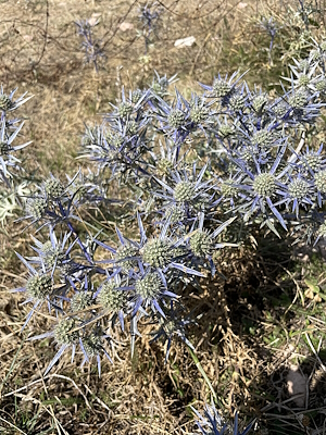 Purple-coloured flowers on arid soil