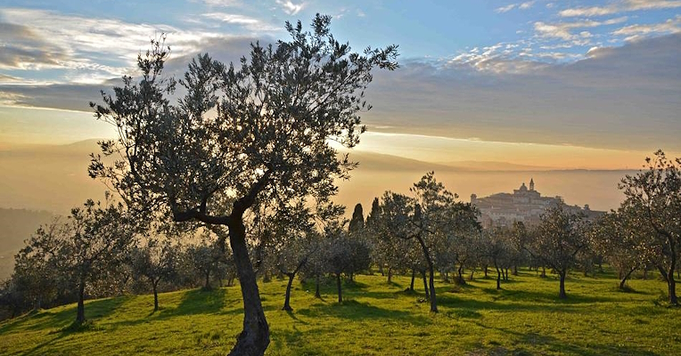 Olive grove of the Olive Belt between Assisi and Spoleto, with the town of Trevi in the background