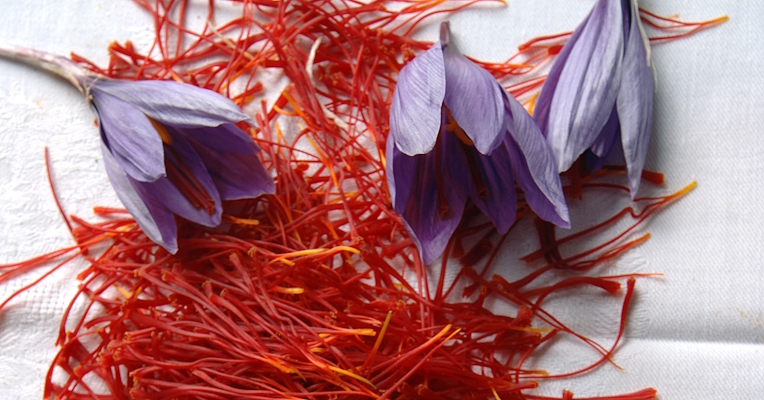 Fleurs violettes de safran dont on tire les stigmates rouges utilisés pour obtenir l’épice.