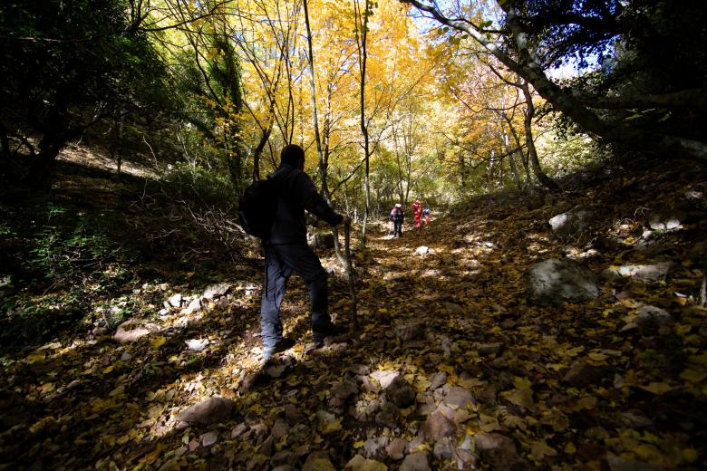 Titolo: A family in trekking clothes walks along the Way of St. Francis, with a trail marker painted in the shape of a T on a cypress tree. 